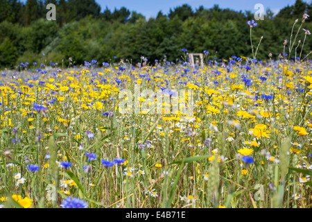 Wiese von wilden Blumen auf der Isle Of Wight-Knoblauch-Farm vor einem blauen Himmel an einem sonnigen Sommertag. Stockfoto