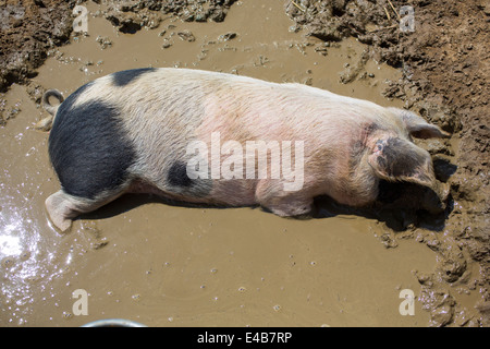 Junges Schwein spielt und rollt im Schlamm und Schmutzwasser an einem sonnigen Tag im Freien auf der Isle Of Wight-Knoblauch-Farm. Stockfoto