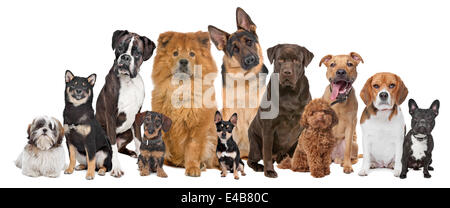 Gruppe von zwölf Hunden Stockfoto