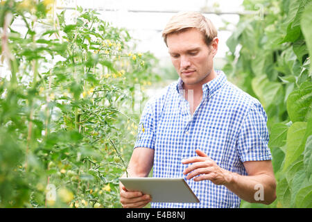 Landwirt im Gewächshaus Überprüfung Tomaten Pflanzen mit Digital-Tablette Stockfoto