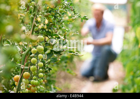 Landwirt Check-Tomatenpflanzen im Gewächshaus Stockfoto