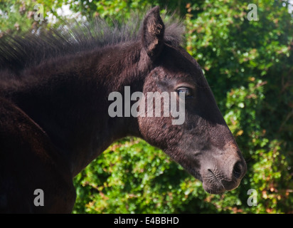 Pferd Fohlen Portrait. Close Up. Stockfoto