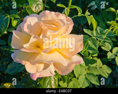 Schöne Rosen im Garten Stockfoto