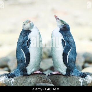 Yellow-eyed Pinguine Stockfoto