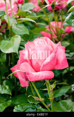 Schöne rosa Rosen im Garten Stockfoto