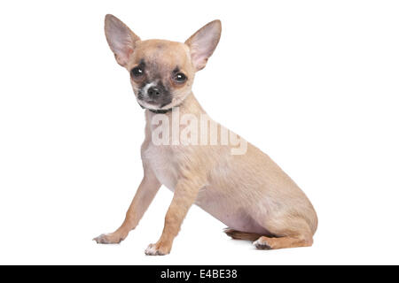 kurzen Haaren chihuahua Stockfoto