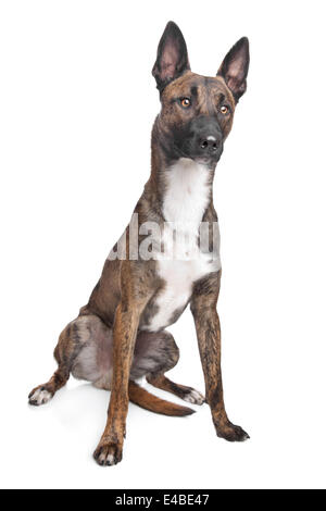 Belgischen Schäferhund Malinois Stockfoto