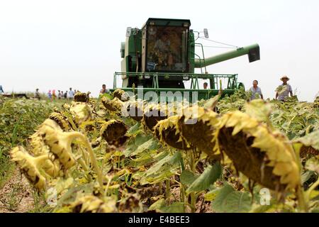 Binzhou, China Shandong Provinz. 8. Juli 2014. Bauern ernten Sonnenblumen Öl in der Shejia Stadt von Wudi Grafschaft in Binzhou, Ost-China Shandong Provinz, 8. Juli 2014. Es war der erste Versuch, Sonnenblume Öl im Boden mit höheren Salz Alkaligehalt entlang dem Ufer des Bohai-Meer zu Pflanzen. © Chu Baorui/Xinhua/Alamy Live-Nachrichten Stockfoto