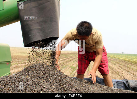 Binzhou, China Shandong Provinz. 8. Juli 2014. Bauern ernten Sonnenblumen von Ölsaaten in der Shejia Stadt von Wudi Grafschaft in Binzhou, Ost-China Shandong Provinz, 8. Juli 2014. Es war der erste Versuch, Sonnenblume Öl im Boden mit höheren Salz Alkaligehalt entlang dem Ufer des Bohai-Meer zu Pflanzen. © Chu Baorui/Xinhua/Alamy Live-Nachrichten Stockfoto