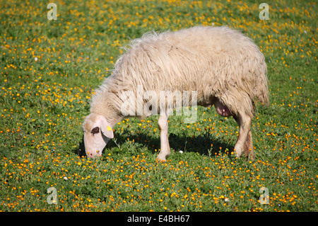 Wollige Schafe Essen Rasen auf einer Weide Stockfoto