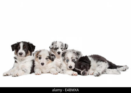 Gruppe von fünf Border-Collie-Welpen Stockfoto