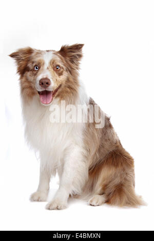 Border-Collie-Schäferhund Stockfoto