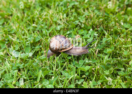 Garten Schnecke und es ist Schleim Schleim Trail auf Rasen und Klee Rasen. Stockfoto