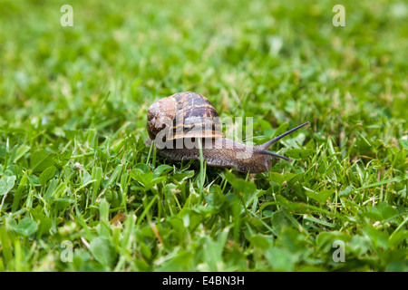 Nahaufnahme des Garten Schnecke auf Rasen und Klee Rasen. Stockfoto