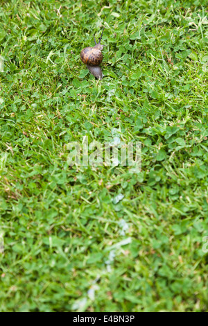 Garten Schnecke und es ist Schleim Schleim Trail auf Rasen und Klee Rasen. Stockfoto