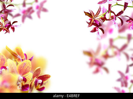 Orchidee frame Stockfoto