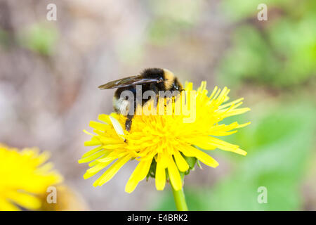 Hummel auf Löwenzahn Stockfoto