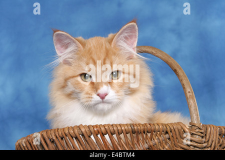 Kätzchen im Korb Stockfoto