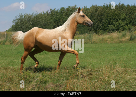 Traber Quarter Horse Stockfoto