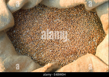 Tasche mit Weizen Stockfoto