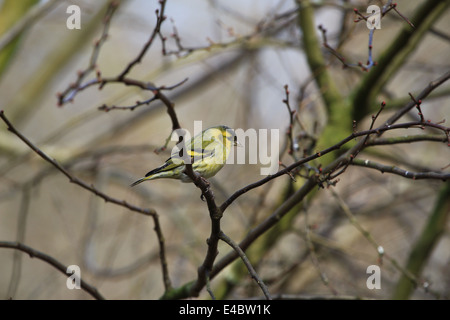 Erlenzeisig - Männchen auf einem Ast Stockfoto