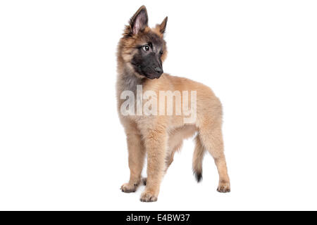 Belgischer Schäferhund (Tervuren) Welpen Stockfoto