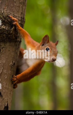 Eichhörnchen Stockfoto