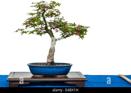 Japanische Ahorn als Bonsai-Baum Stockfoto