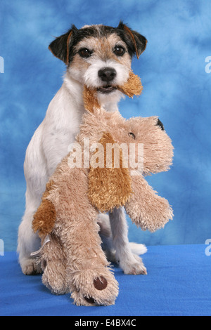 Parson Russell Terrier mit Stofftier in Mund Stockfoto