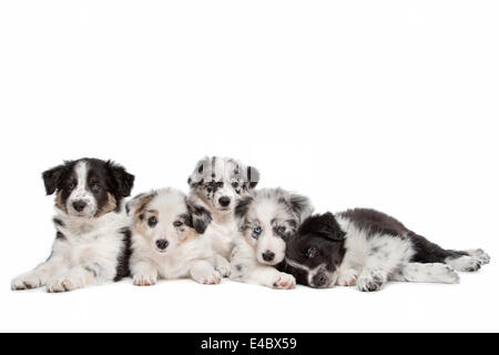 Gruppe von fünf Border-Collie-Welpen Stockfoto