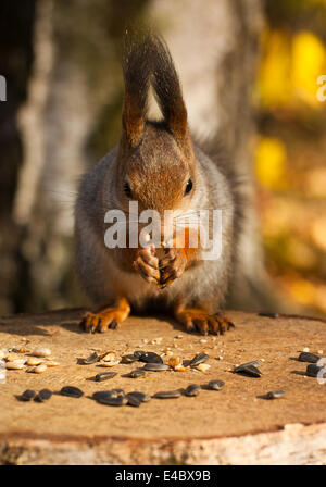 Eichhörnchen-Porträt Stockfoto