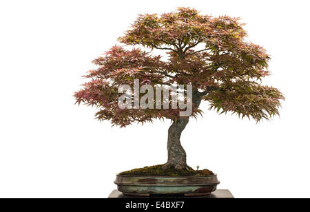 Alte japanische Ahorn als bonsai Stockfoto