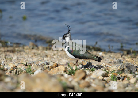 Kiebitz am Ufer Stockfoto