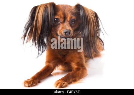 Russkiy Toy Terrier Hund Stockfoto