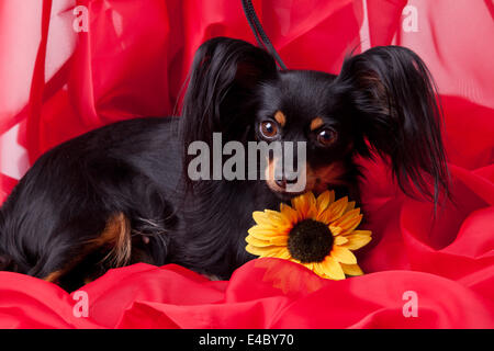 Russkiy Toy Terrier Hund Stockfoto