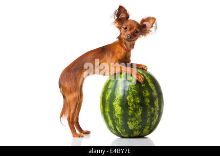 Russkiy Toy Terrier Hund Stockfoto