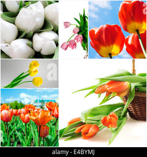 leuchtend gelbe und rote Tulpen Stockfoto