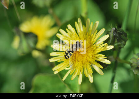 Wespe auf Löwenzahn Stockfoto