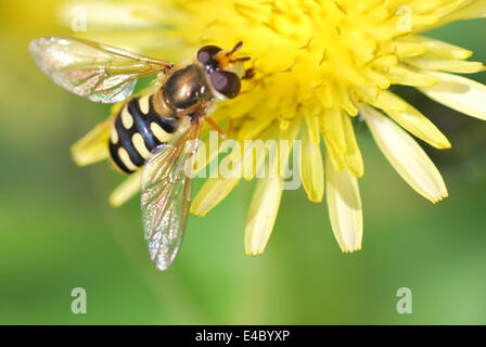 Wespe auf Löwenzahn Stockfoto