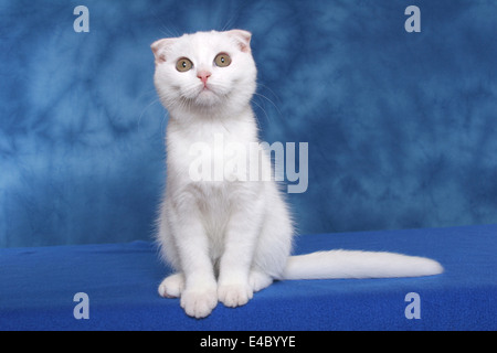 Scottish Fold Stockfoto