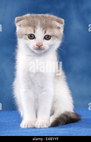 Scottish Fold Stockfoto