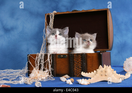 Kätzchen in Schatztruhe Stockfoto