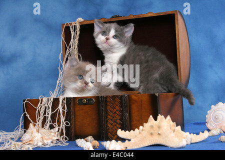 Kätzchen in Schatztruhe Stockfoto