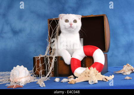 Scottish Fold Kätzchen Stockfoto