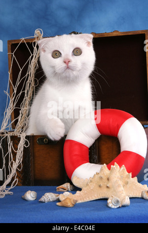 Scottish Fold Kätzchen Stockfoto