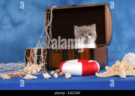 Highlander Kitten Stockfoto