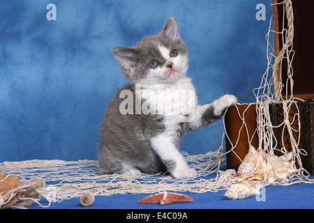 Selkirk Rex Kätzchen Stockfoto