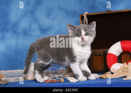 Selkirk Rex Kätzchen Stockfoto