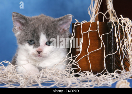 Selkirk Rex Kätzchen Stockfoto