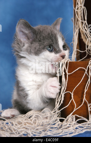Selkirk Rex Kätzchen Stockfoto